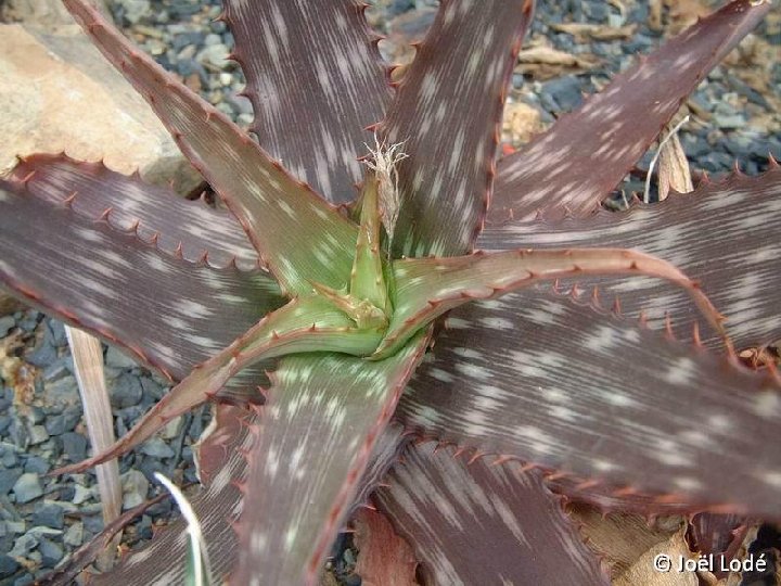 Aloe monotropa ©JL